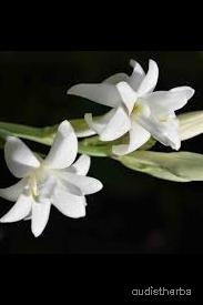 augmented_Polianthes tuberosa flower3_rotated_270.jpeg